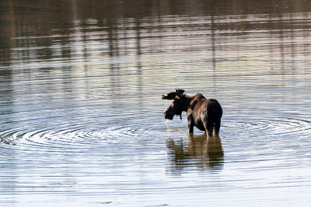 Bull moose with velvet antlers with water dripping from mouth, grazing in lake in northern Colorado near the Rocky Mountain National Park. Nearby towns are Walden, Grand Lakes, Estes Park and Fort Collins in western USA. John Morrison - Photographer