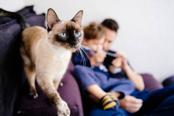 istock Cute cat with father and son 1325431539