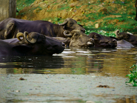 Group of buffalo swimming on river water, Village animal lifestyle concept.