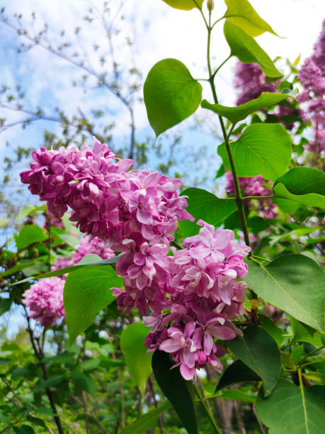 lilac blossom in spring scene - mor leylak stok fotoğraflar ve resimler