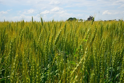 Winter wheat crop ready for harvest with barn and silo in the background