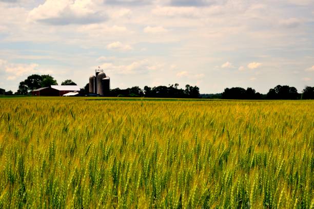 istock Winter Wheat Ready for Harvest - I 1325432920
