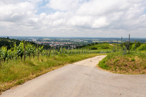 istock Vine field with Bensheim city in background, summer, germany 1325432980