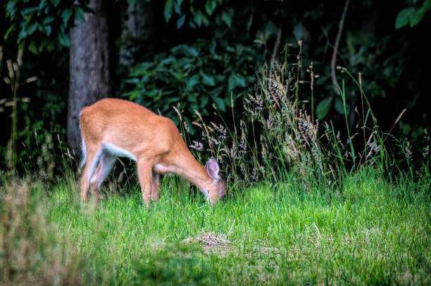 istock Deer (Fawn) at edge of the forest 1325433137