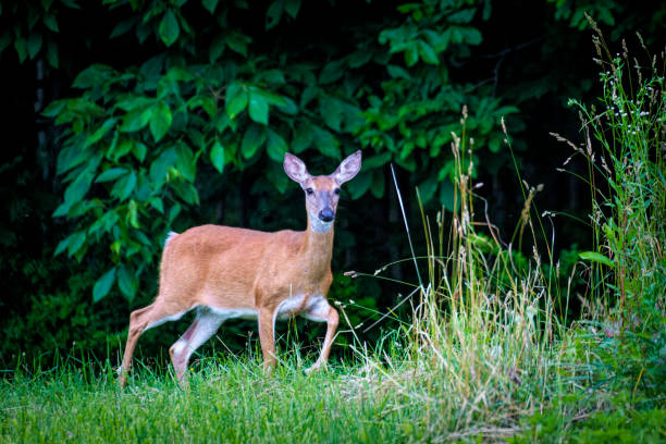 istock Deer (Doe) at edge of the forest 1325433148