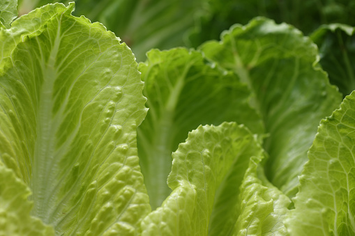 Curly lettuce. Ripe green leaf close up view.