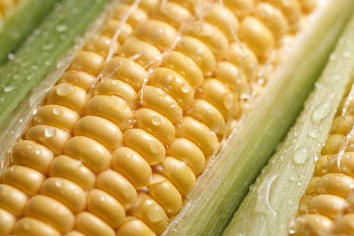 food background of a texture of fresh corn cobs closeup