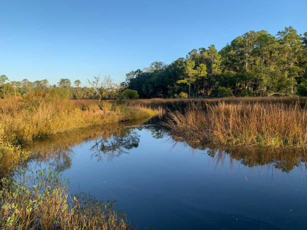 istock Coastal marsh surrounded by grass, palm trees, and long leaf pine trees 1325434726