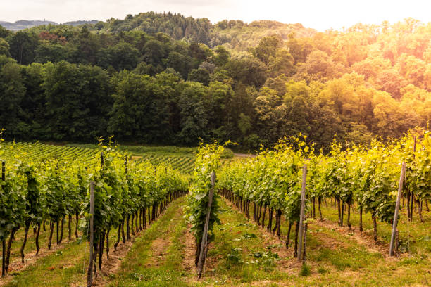 istock vine field on a vineyard in germany, bergstrasse odenwald during sunset 1325434819
