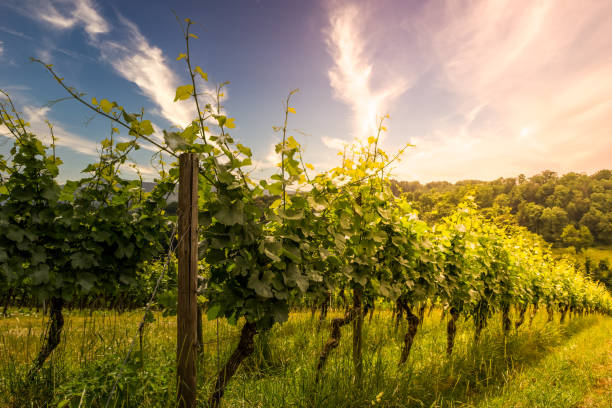 vine field on a vineyard in germany, bergstrasse odenwald during sunset vine field on a vineyard in germany, bergstrasse odenwald during sunset odenwald photos stock pictures, royalty-free photos & images
