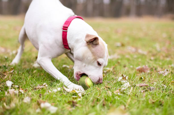 istock A Terrier mixed breed dog picking up a ball 1325434882
