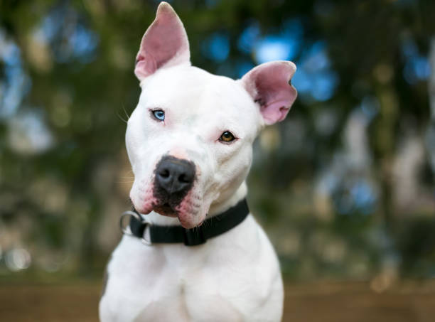 istock A Pit Bull Terrier mixed breed dog with heterochromia in its eyes 1325434912