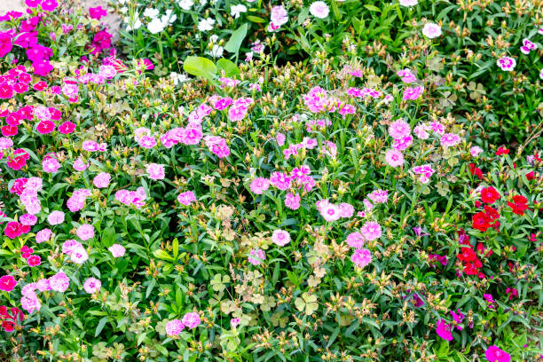 istock green meadow with multicolored wild flowers in springtime 1325434972