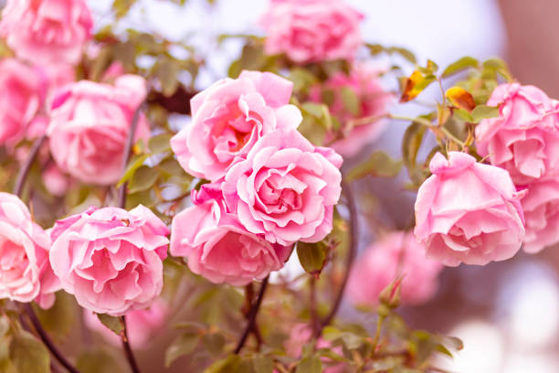 istock beautiful pink roses flower border. romantic concept 1325434976