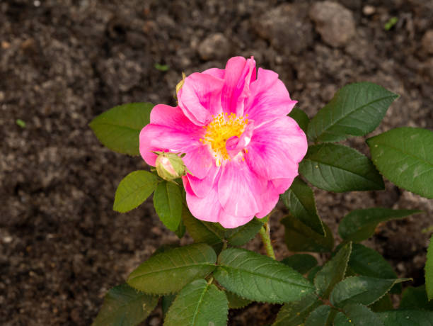 rosa francesa, rosa gallica var. officinalis, com flor vermelha rosa no jardim, holanda - gallica rose - fotografias e filmes do acervo