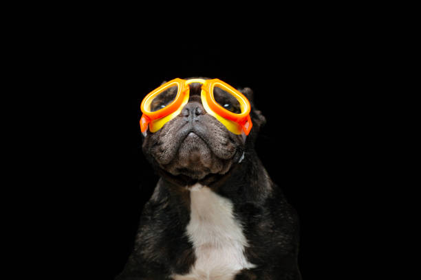 image of dog dark background