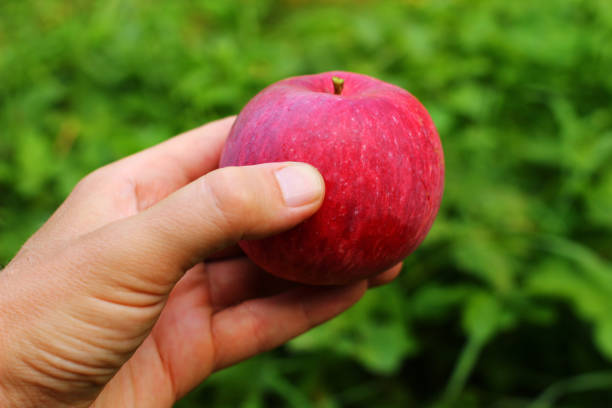istock Red apple in hands in garden 1325437550