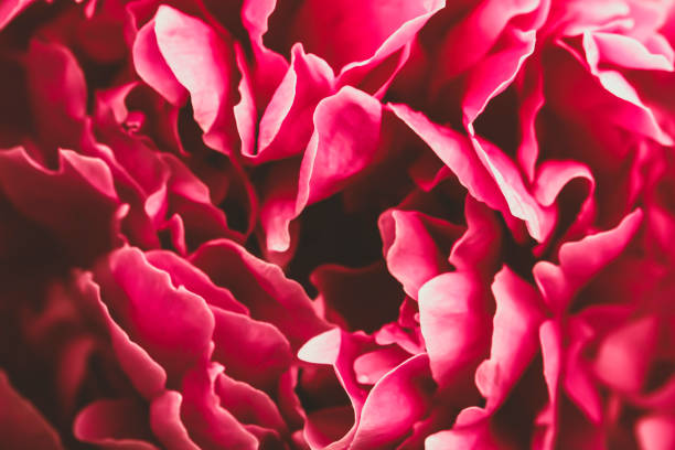 istock Pink Peony in the Summer Garden 1325438461