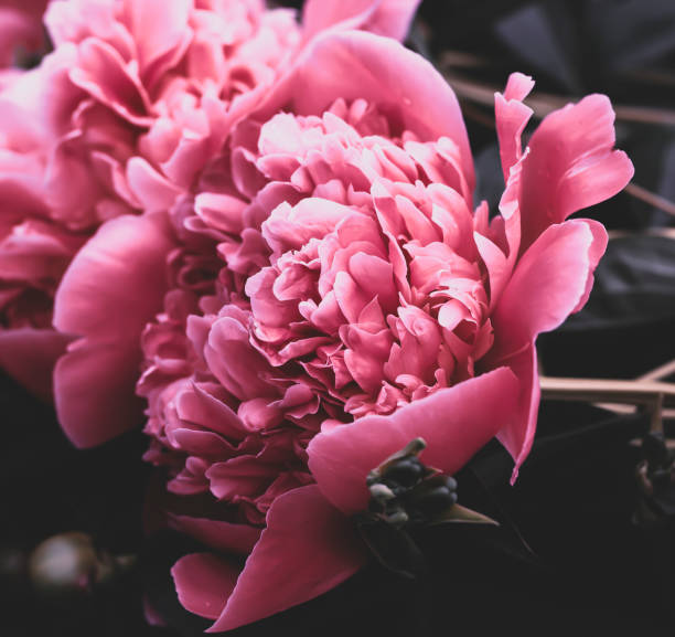 istock Pink Peony in the Summer Garden 1325438596