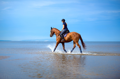 Girl walking with a horse on coastline at the beach in early morning. Friendship between human and animal. Equestrian sport.\nactive