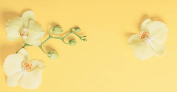 istock orchids flowers  on yellow paper background 1325439762