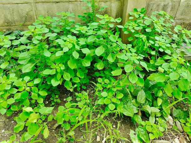 istock Indian Acalypha, Three Seeded Mercury or Acalypha Indica Plant 1325439828
