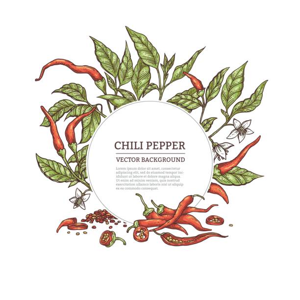 Hand drawn frame with red chili pepper, engraving vector illustration isolated. Hand drawn decorative frame with red chili pepper, color engraving vector illustration isolated on a white background. Red pepper emblem or backdrop for spice packaging. chili pepper border stock illustrations