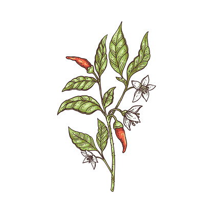 Bush of red chili pepper with pods and flowers, color engraving style vector illustration isolated on white background. Shrub of pepper spicy plant in hand drawn style.