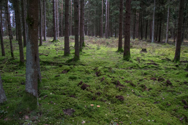 istock a forest in bavaria in autumn 1325443840