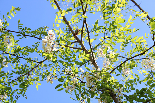 Robinia pseudoacacia tree. Black locust tree. False acacia tree.