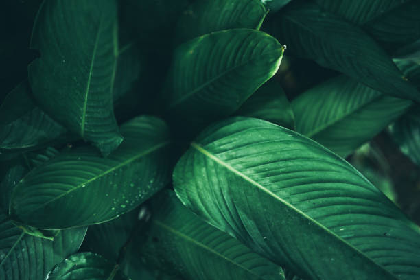 istock green leaf nature texture background, abstract pattern of tropical foliage plant in spring garden, fresh tree jungle forest in summer, wallpaper design of environment, ecological conservation concept 1325447699