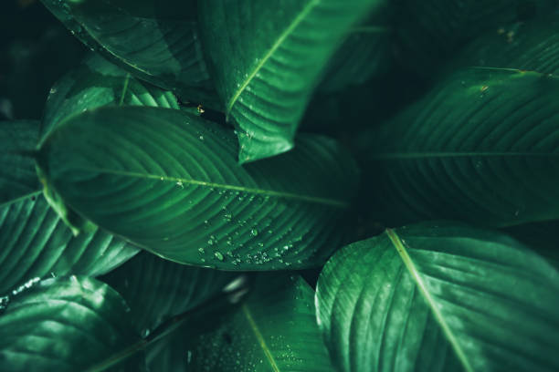 istock green leaf nature texture background, abstract pattern of tropical foliage plant in spring garden, fresh tree jungle forest in summer, wallpaper design of environment, ecological conservation concept 1325447853