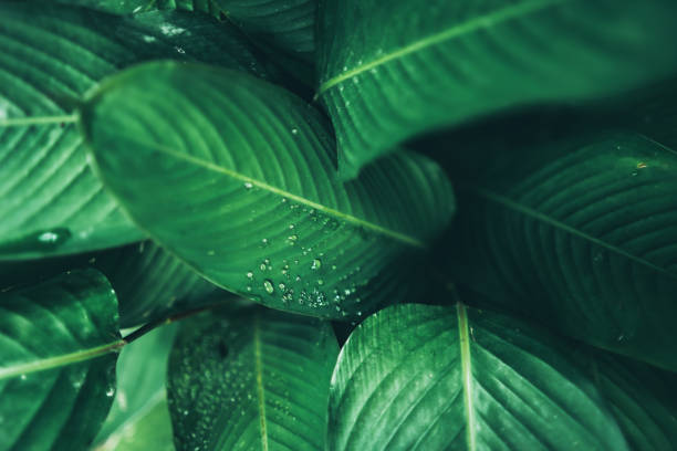 istock green leaf nature texture background, abstract pattern of tropical foliage plant in spring garden, fresh tree jungle forest in summer, wallpaper design of environment, ecological conservation concept 1325448026