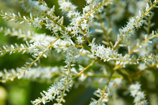istock Blooming Cordyline australis, commonly known as cabbage tree or cabbage-palm. Close-up of white inflorescence with buds of Cordyline australis palm in  Place for text 1325449599