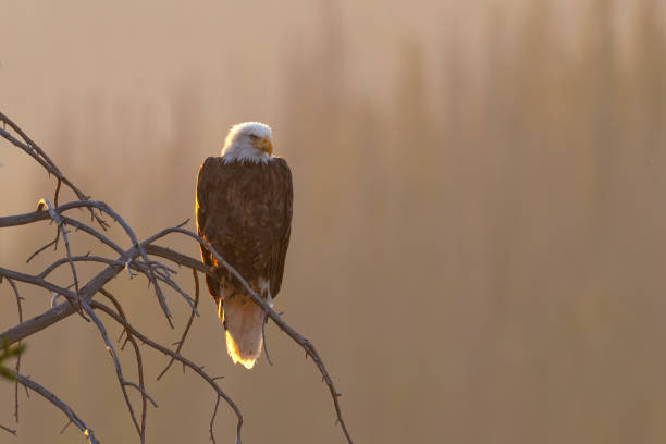 istock Bald Eagle in early morning mist and low light 1325451077