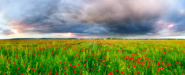 istock Blooming poppies field at sunset 1325452441