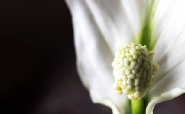 istock Close-up of a Spathiphyllum flower. Space for text. 1325452540