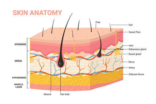 Skin layers, structure anatomy diagram vector illustration. Cartoon human skin infographic anatomical education background, epidermis with hair follicle, layered hypodermis and dermis, sweat pore