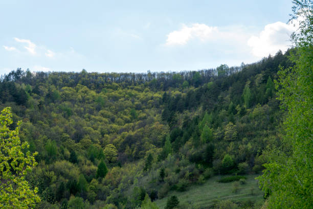 istock Mixed forest against the sky. National park. 1325454952
