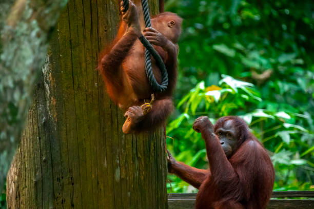 istock Sanctuary, animals, orangutans, foraging 1325455279