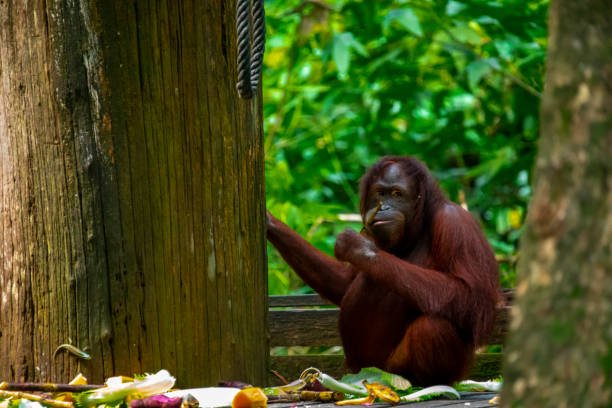 istock Sanctuary, animals, orangutans, foraging 1325455424