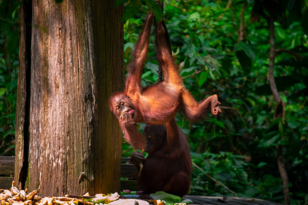 Sanctuary, animals, orangutans, foraging stock photo