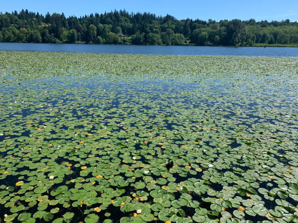 istock Lily Pads in the Lake 1325455564