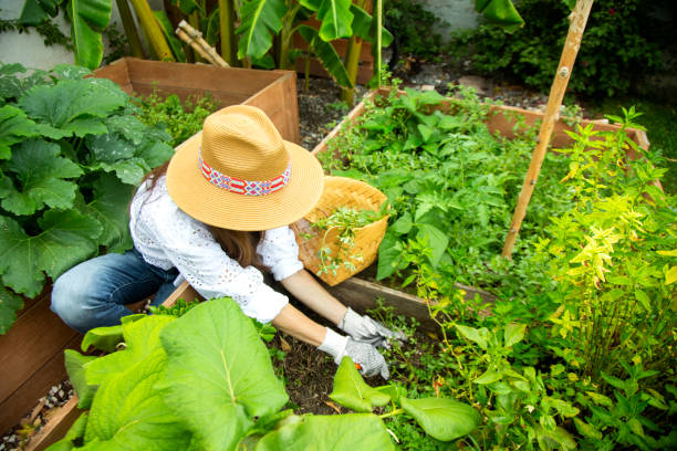 istock Woman working in the home garden 1325456441