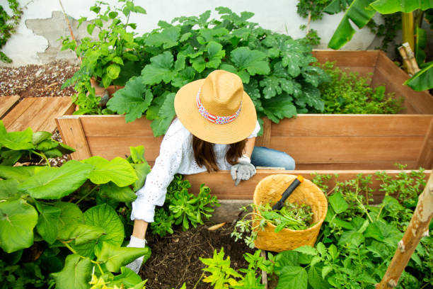 istock Woman working in the home garden 1325456765