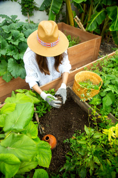 istock Woman working in the home garden 1325456785