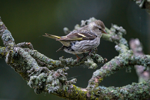 pine siskin perched on a pine branch