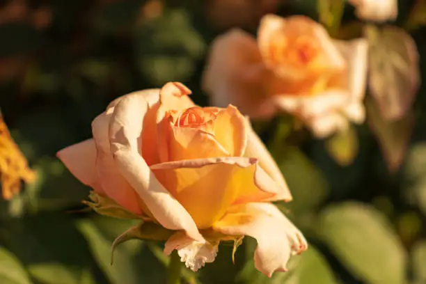 Macro photo nature blooming bud of a pink rose. Background opened rose bud. Rosebud with pink petals.