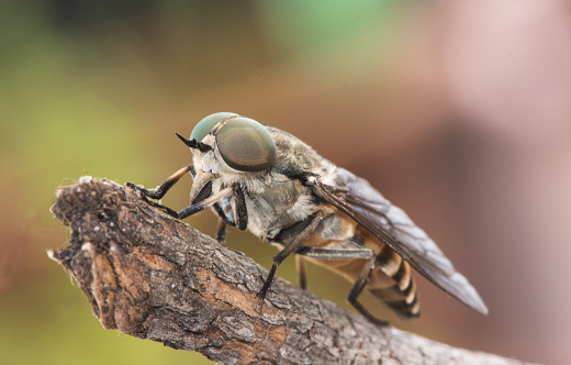 Tabanus species Black horse fly good sized winged insect with huge green compound eyes crystalline-looking wings and brown and black abdomen perched on twig flash lighting