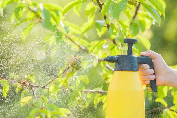 Photo of Young adult woman hand holding spray bottle and spraying chemical liquid on cherry leaves with aphids in summer day. Fruit trees treatment from parasites attack. Garden problems and solution. Closeup.